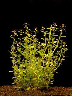 Ludwigia arcuata